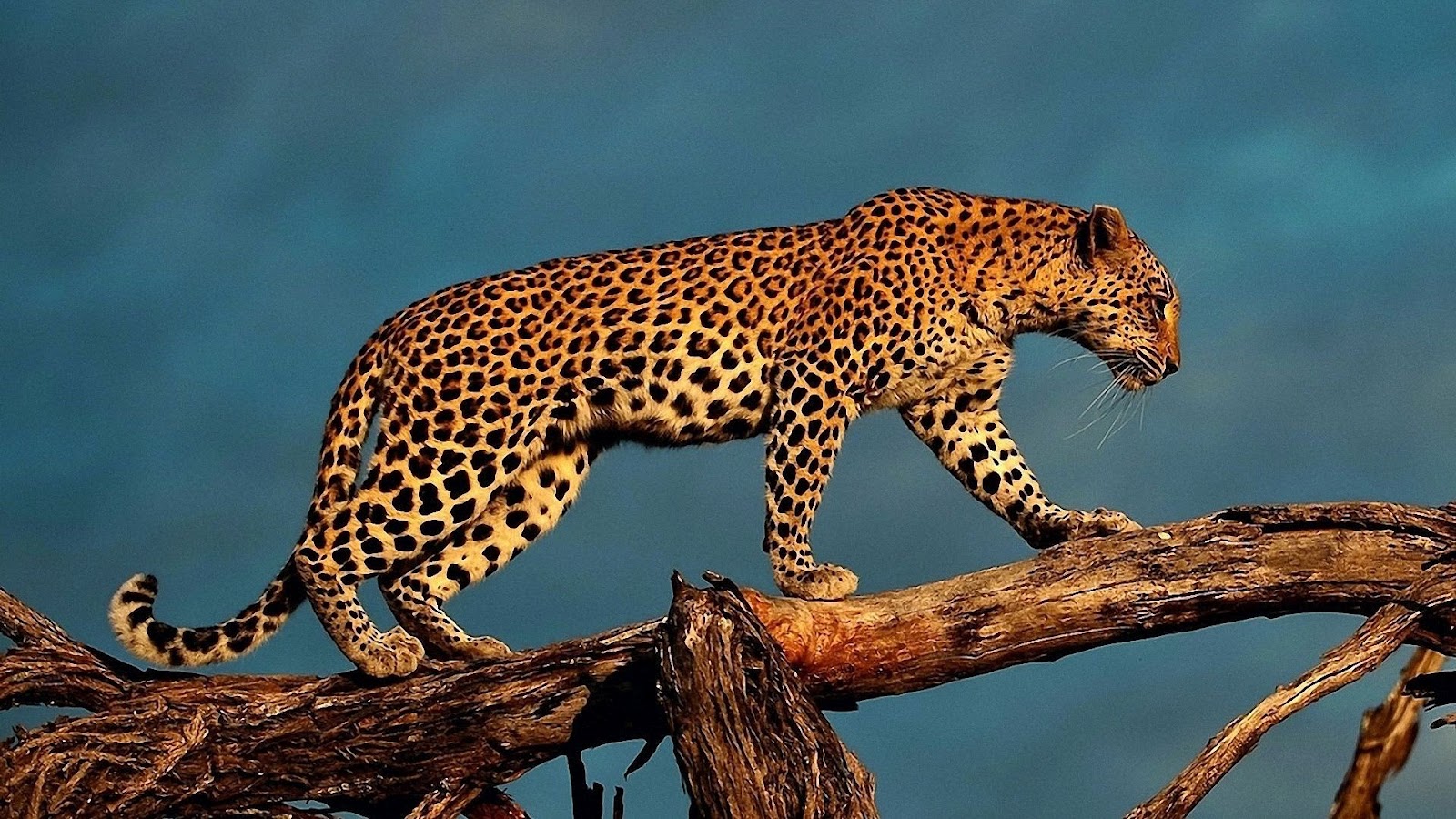 leopard-05.jpg
